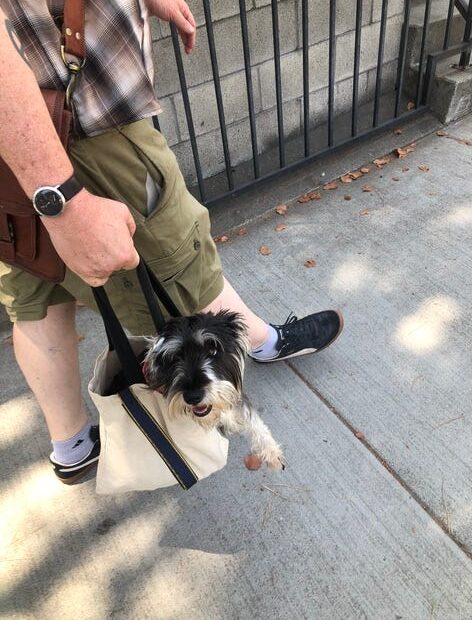 schnauzer dog rides in a Trader Joe's bag