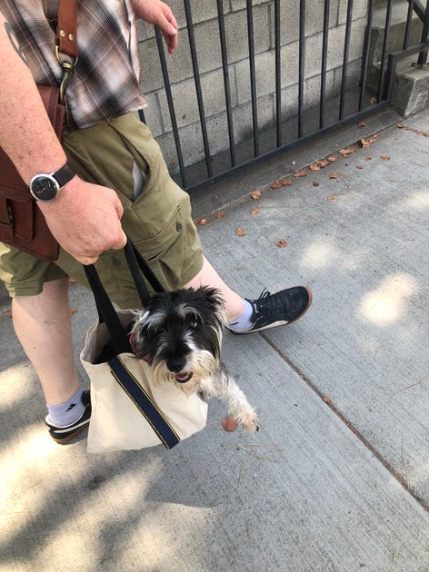 schnauzer dog rides in a Trader Joe's bag